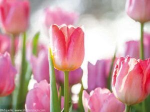 Tulpenfest in Winsen/Luhe