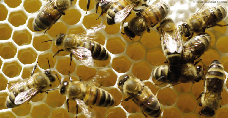 Tag der Honigbiene am Kiekeberg