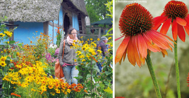 Sommerlicher Pflanzenmarkt