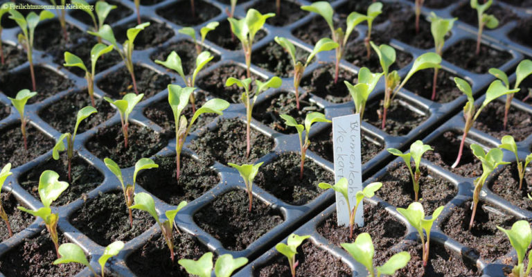 Jungpflanzenverkauf in Bioland Qualität in der Nordheide
