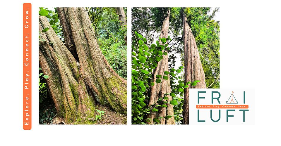 Anzeige mit zwei alten Bäumen